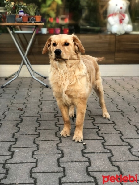 Golden Retriever, Köpek  Hira fotoğrafı
