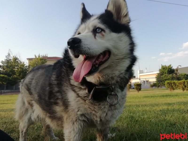 Sibirya Kurdu (Husky), Köpek  Zeyna fotoğrafı