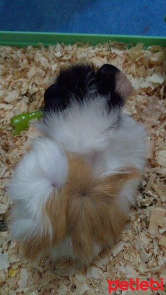 Guinea Pig, Kemirgen  Ponçik fotoğrafı