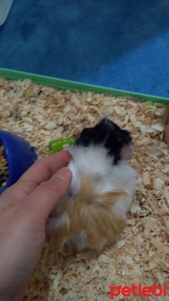 Guinea Pig, Kemirgen  Ponçik fotoğrafı