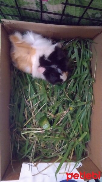 Guinea Pig, Kemirgen  Ponçik fotoğrafı