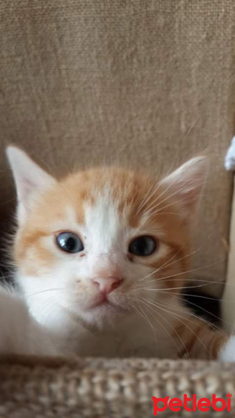 Tekir Kedi, Kedi  Köri fotoğrafı