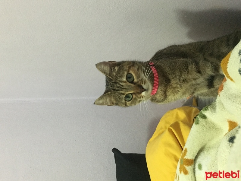 Tekir Kedi, Kedi  Latte fotoğrafı