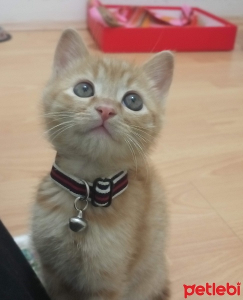 Sarman, Kedi  tarçın fotoğrafı
