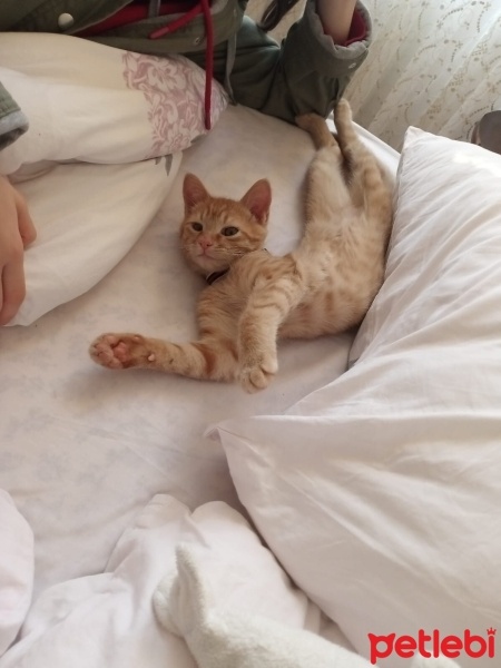 Sarman, Kedi  tarçın fotoğrafı