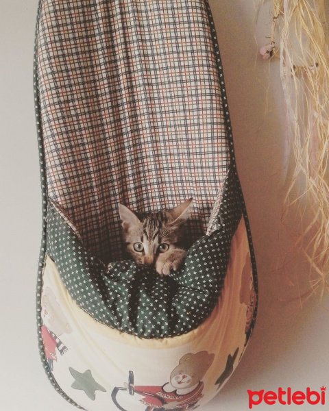 Tekir Kedi, Kedi  KEŞKÜL fotoğrafı