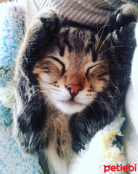 Tekir Kedi, Kedi  KEŞKÜL fotoğrafı