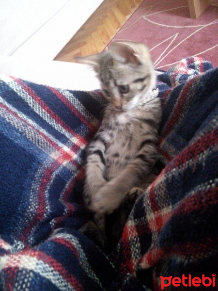 Tekir Kedi, Kedi  KEŞKÜL fotoğrafı