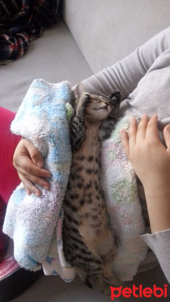 Tekir Kedi, Kedi  KEŞKÜL fotoğrafı