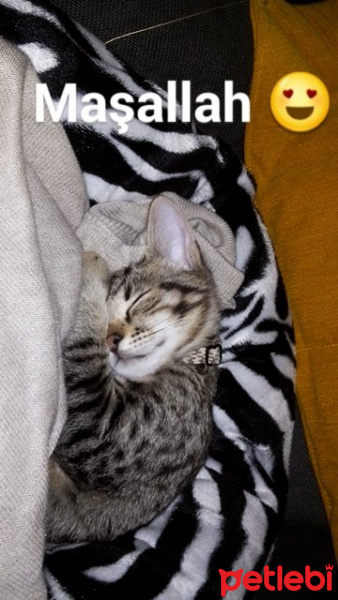 Tekir Kedi, Kedi  KEŞKÜL fotoğrafı