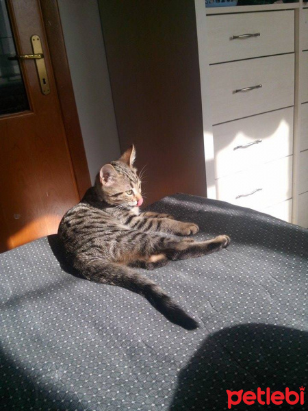 Tekir Kedi, Kedi  KEŞKÜL fotoğrafı