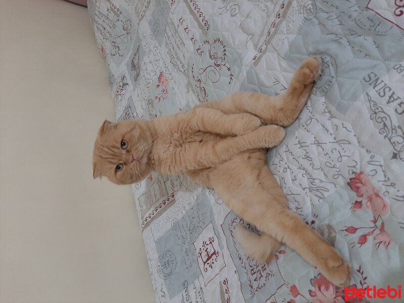 Scottish Fold, Kedi  Paşa fotoğrafı