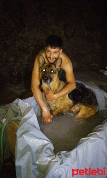 Alman Çoban Köpeği, Köpek  paşa fotoğrafı