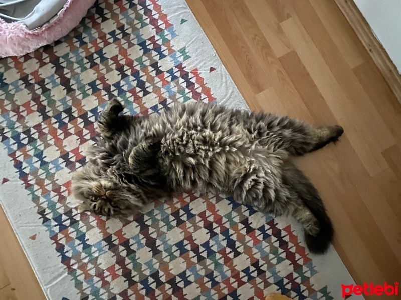 Tekir Kedi, Kedi  Çiko fotoğrafı