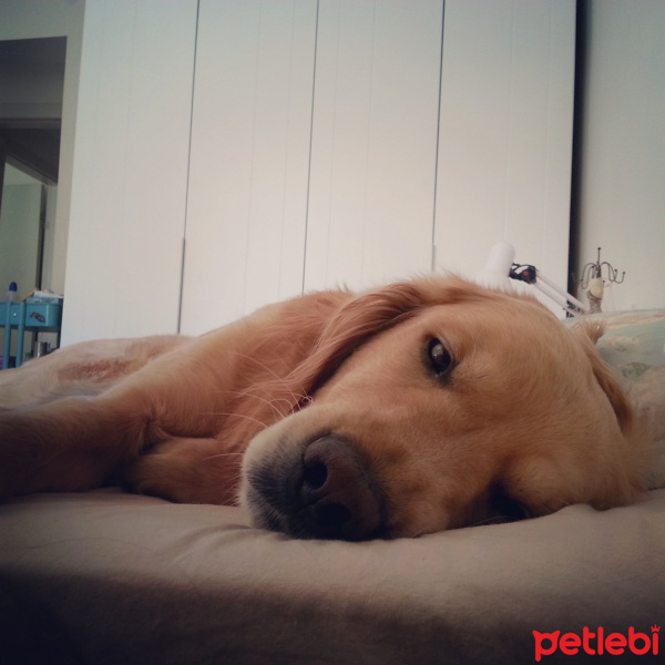 Golden Retriever, Köpek  Toştoş fotoğrafı