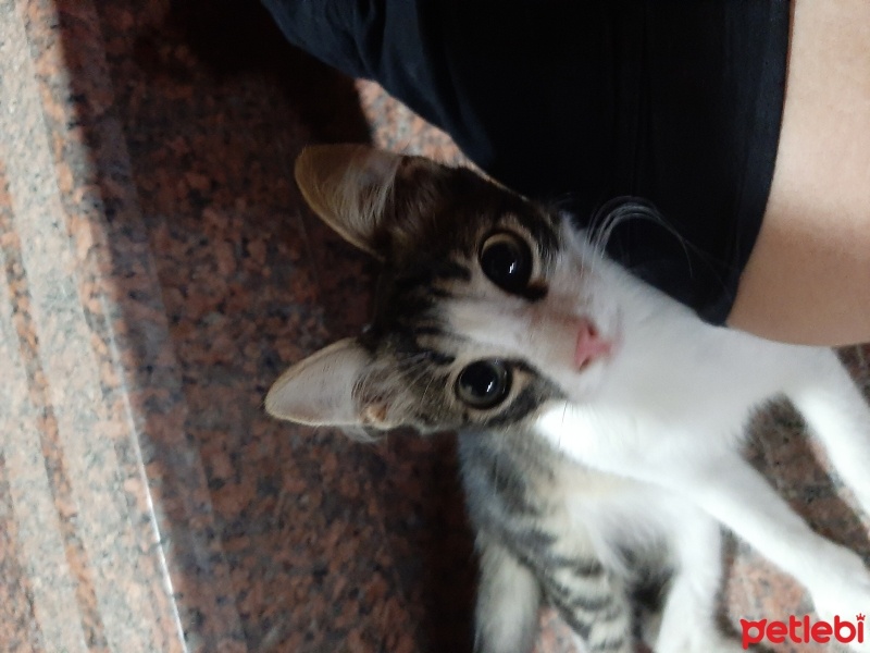 Abyssinian, Kedi  Lila fotoğrafı