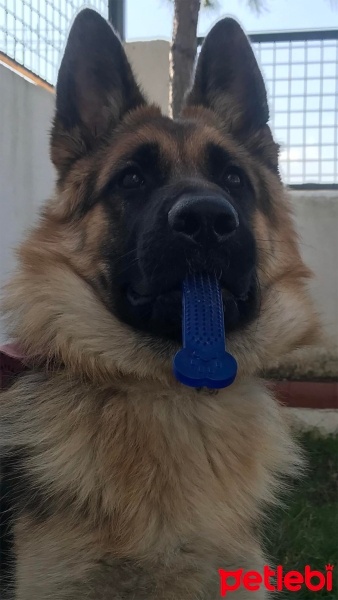 Alman Çoban Köpeği, Köpek  Luna fotoğrafı