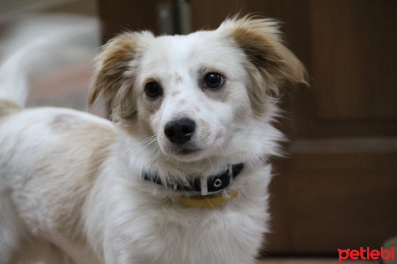 Jack Russell Terrier, Köpek  Gündüz fotoğrafı