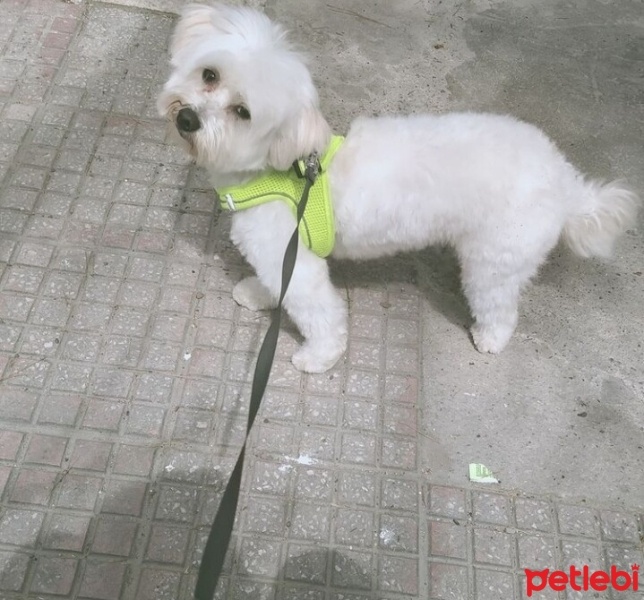 Maltese, Köpek  MÖSYÖ fotoğrafı