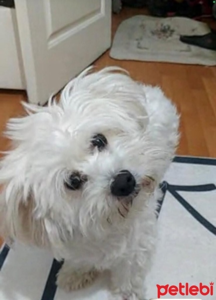 Maltese, Köpek  MÖSYÖ fotoğrafı