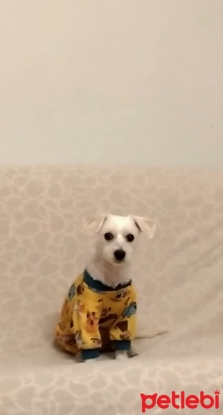 Maltese, Köpek  MÖSYÖ fotoğrafı