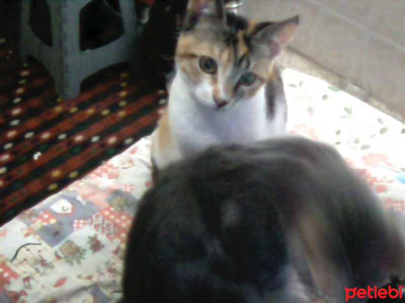 Tekir Kedi, Kedi  pıtırcık fotoğrafı