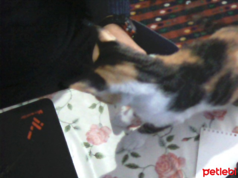 Tekir Kedi, Kedi  pıtırcık fotoğrafı