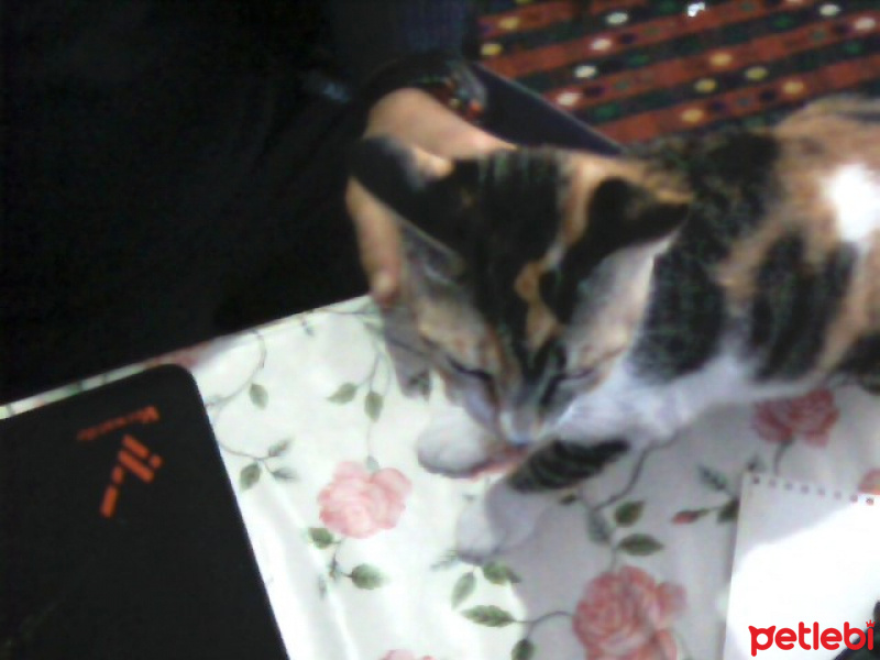 Tekir Kedi, Kedi  pıtırcık fotoğrafı