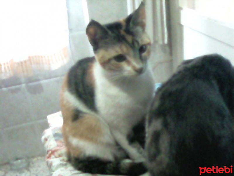 Tekir Kedi, Kedi  pıtırcık fotoğrafı