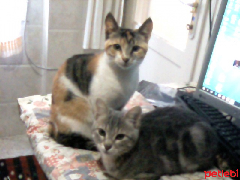 Tekir Kedi, Kedi  pıtırcık fotoğrafı