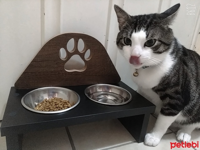 Tekir Kedi, Kedi  Tonguç fotoğrafı