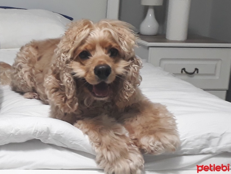 İngiliz Cocker Spaniel, Köpek  EFES fotoğrafı