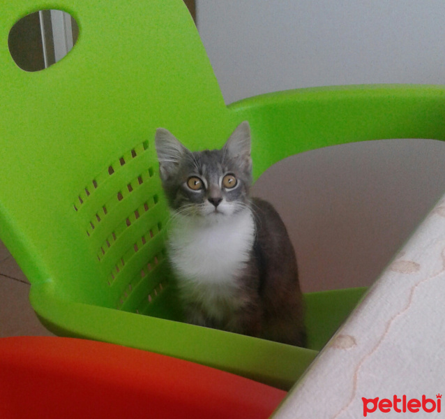Tekir Kedi, Kedi  Mia  fotoğrafı