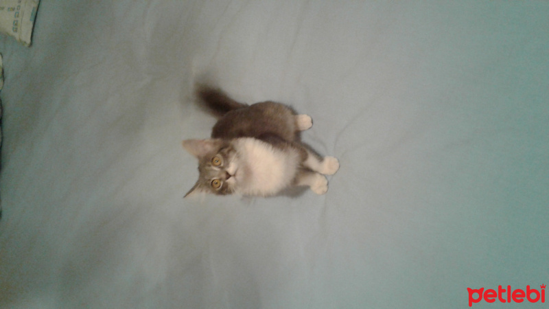 Tekir Kedi, Kedi  Mia  fotoğrafı