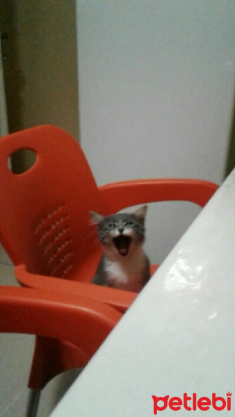 Tekir Kedi, Kedi  Mia  fotoğrafı