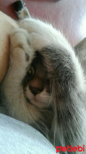 Tekir Kedi, Kedi  Mia  fotoğrafı