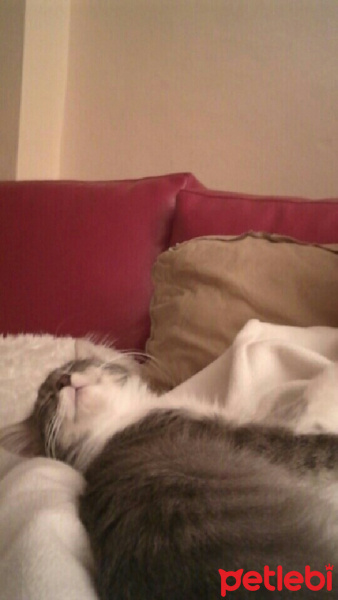 Tekir Kedi, Kedi  Mia  fotoğrafı