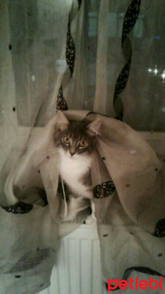 Tekir Kedi, Kedi  Mia  fotoğrafı