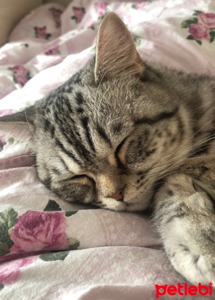 British Shorthair, Kedi  Gümüş fotoğrafı