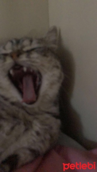 British Shorthair, Kedi  Gümüş fotoğrafı