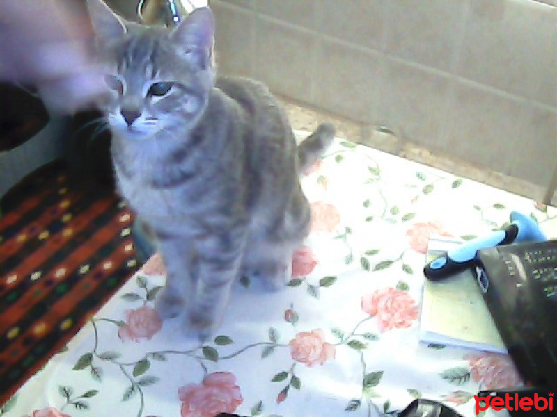 Tekir Kedi, Kedi  Kozmonot fotoğrafı