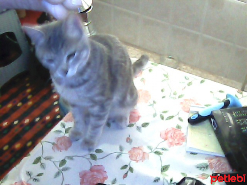 Tekir Kedi, Kedi  Kozmonot fotoğrafı