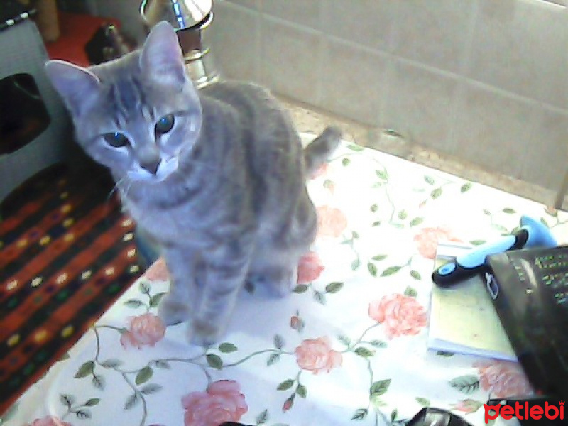 Tekir Kedi, Kedi  Kozmonot fotoğrafı