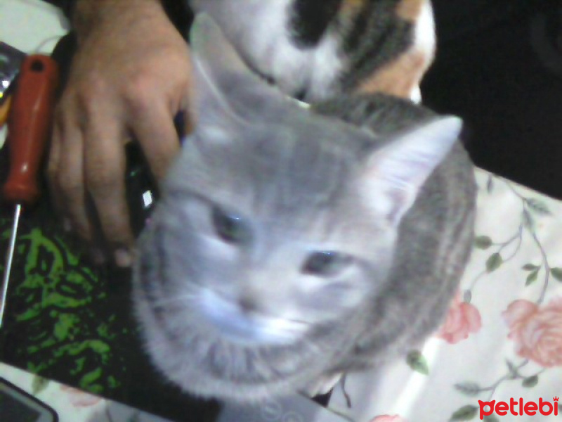 Tekir Kedi, Kedi  Kozmonot fotoğrafı