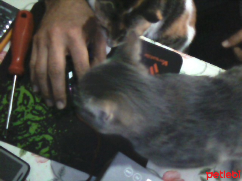 Tekir Kedi, Kedi  Kozmonot fotoğrafı