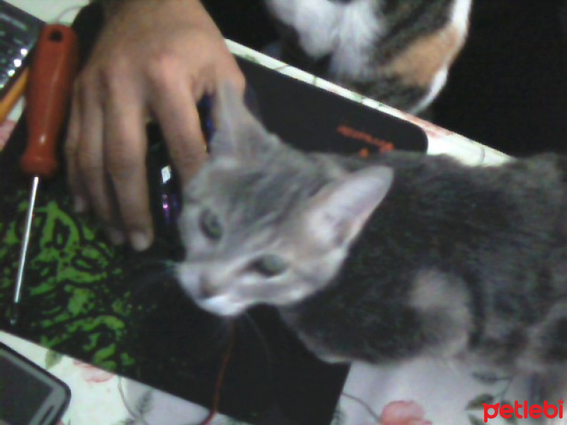 Tekir Kedi, Kedi  Kozmonot fotoğrafı