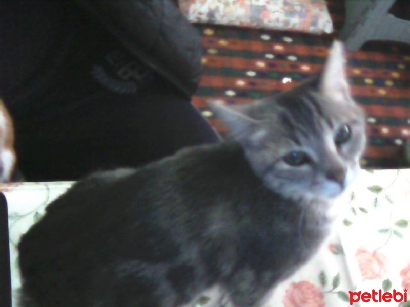 Tekir Kedi, Kedi  Kozmonot fotoğrafı