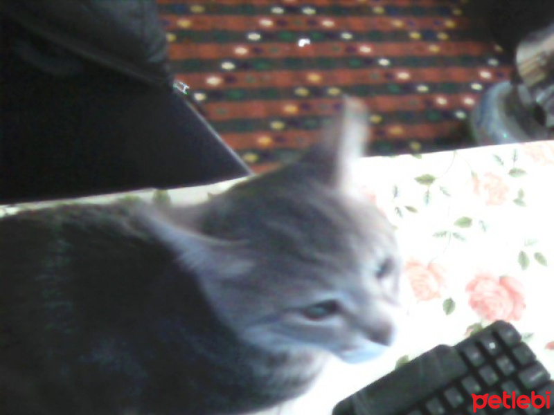 Tekir Kedi, Kedi  Kozmonot fotoğrafı