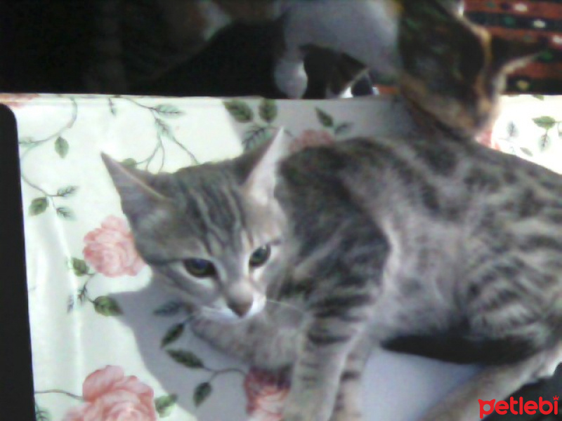 Tekir Kedi, Kedi  Kozmonot fotoğrafı