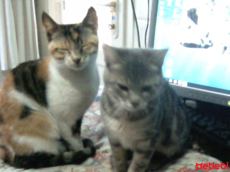 Tekir Kedi, Kedi  Kozmonot fotoğrafı